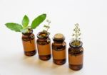 Holy Basil Essential Oil In A Glass Bottle With Fresh Holy Basil Stock Photo