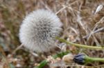 Dandelion (taraxacum) Seed Head Stock Photo