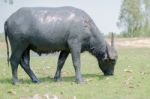 
Buffalo Muddy Cool Grazing In A Field With Happiness Stock Photo