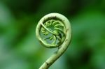 Fern Leaf Stock Photo