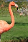 American, Caribbean And Greater Flamingo Stock Photo