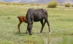 A Horse In The Nature On The Grass Stock Photo