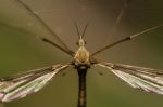 Crane Fly Insect Stock Photo