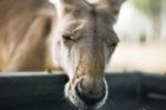 Kangaroo Outside During The Day Stock Photo