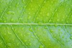 Closeup Green Leaf Texture Detail Stock Photo