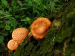 Mushrooms Stock Photo