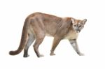 Puma Isolated Stock Photo