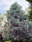 Unusual Unidentified Pine Tree Growing At Wakehurst Place Stock Photo