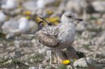 Young Seagulls Near The Cliffs Stock Photo