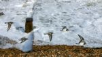 A Flock Of Turnstones (arenaria Interpres) Flying Along The Beac Stock Photo