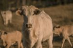 Baby Cows In The Countryside Stock Photo