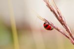 The Ladybug Stock Photo