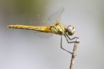 Red-veined Darter Dragonfly Stock Photo