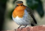 Robin Stock Photo