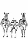 Zebras Stock Photo