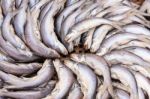 Threadfin Fish Dehydrated Stock Photo