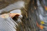 Water Flowing Through Dry Leaves Stock Photo