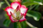  Azalea Flowers Blooming White Color Phu Echea Guard And Sun Stock Photo