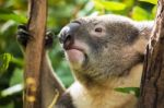 Koala By Itself In A Tree Stock Photo