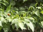 Chillis On A Bush Stock Photo