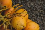 Coconuts Laying On Gravel Stock Photo