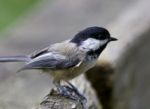 Beautiful Isolated Photo Of A Black-capped Chickadee Bird Stock Photo