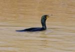 The Green-eyed Cormorant Stock Photo