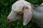 Sheep Eating Green Grass Stock Photo