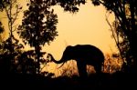 Asia Elephant In The Forest Stock Photo