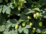 Cluster Of Hops Stock Photo