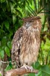 Brown Owl Perching Stock Photo