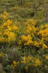 Spring Algarve Flora Stock Photo