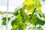 Young Green Grapes Stock Photo