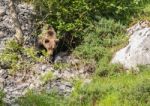 Brown Bear In Asturian Lands Stock Photo