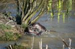 Eurasian Otter (lutra Lutra) In Natural Habitat Stock Photo