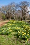 Oxford, Oxfordshire/uk - March 25 : Daffodils In Bloom Along The Stock Photo