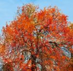 Autumn Tree Stock Photo