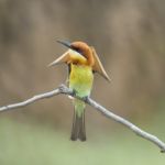 Chestnut-headed Bee-eater Stock Photo