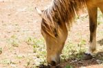 Brown Horse Feeding Stock Photo