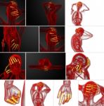 3d Rendering Illustration Of The Human Phalanges Hand Stock Photo