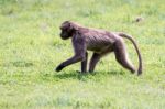 Gelada Baboon (theropithecus Gelada) Stock Photo