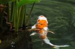 Carp Fish And Nature Stock Photo