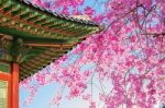 Cherry Blossom With Roof Of Temple In Spring Stock Photo