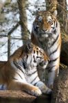 Siberian Tiger (panthera Tigris Altaica) Stock Photo