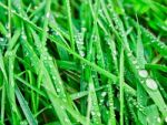 Wet Grass Stock Photo