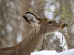 Beautiful Isolated Image With A Wild Deer Eating Leaves In The Snowy Forest Stock Photo