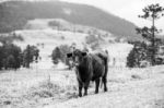 Country Cow  Stock Photo