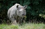 Black Rhinoceros Or Hook-lipped Rhinoceros (diceros Bicornis) Stock Photo