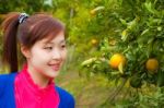 Gardener Girl In Orange Garden, North Of  Thailand Stock Photo