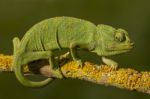 Cute Green Chameleon Stock Photo